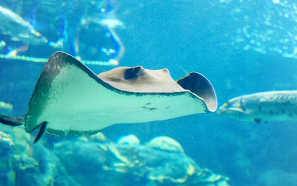 Stingray swimming in an aquarium tank at The Florida Aquarium, Tampa.