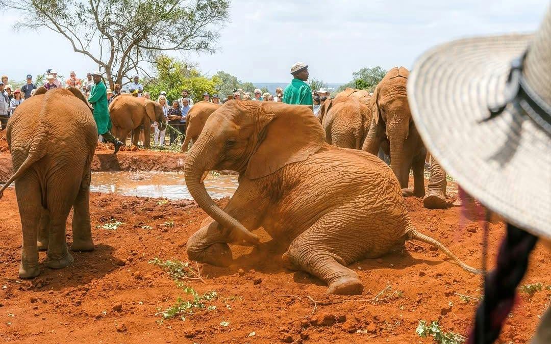 Elephants playing in mud at Nairobi National Park with tourists watching.