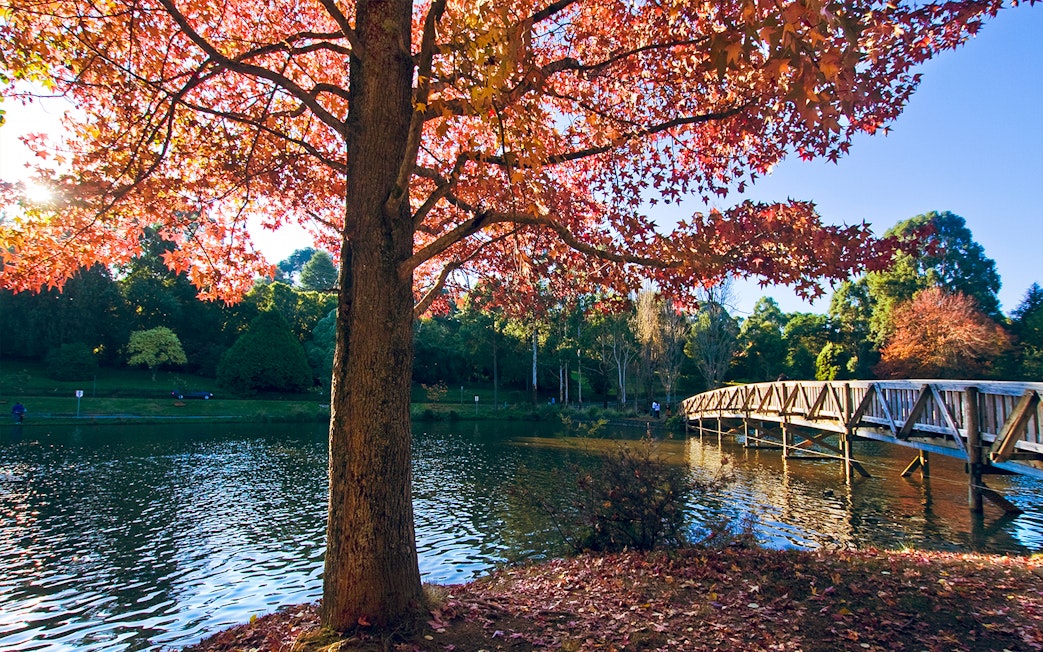 Autumn leaves and wooden bridge over a lake in Yarra Valley, Dandenong Ranges tour.