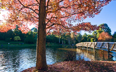 Autumn leaves and wooden bridge over a lake in Yarra Valley, Dandenong Ranges tour.