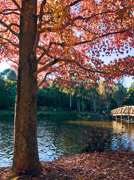 Autumn leaves and wooden bridge over a lake in Yarra Valley, Dandenong Ranges tour.