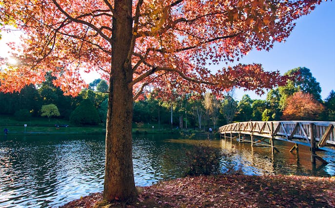 Autumn leaves and wooden bridge over a lake in Yarra Valley, Dandenong Ranges tour.