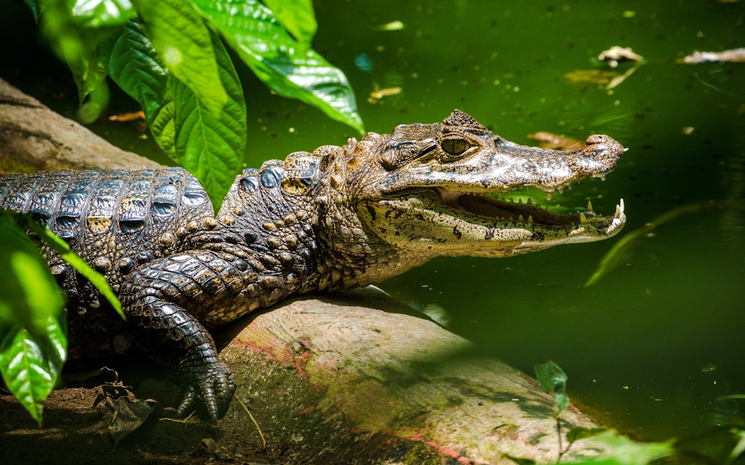 Crocodile resting by a pond at The Butterfly Garden.