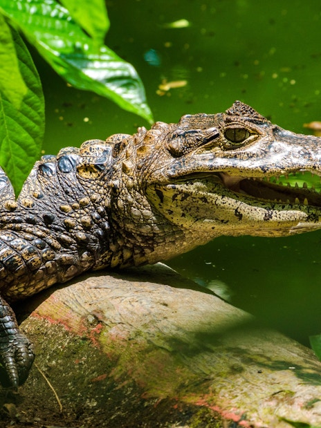 Crocodile resting by a pond at The Butterfly Garden.