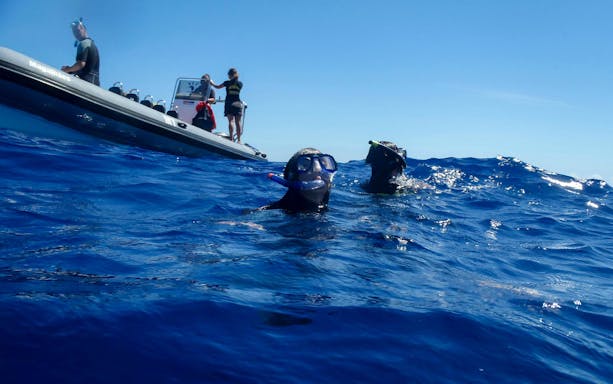 terceira: schwimmen mit den delfinen-3