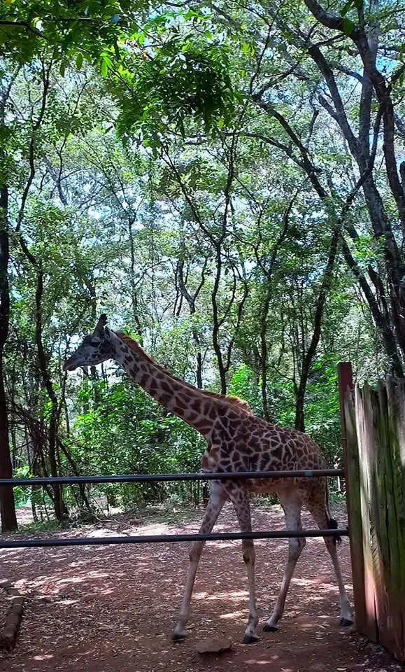 Giraffe walking along the boardwalk at Nairobi Safari Walk, surrounded by trees.