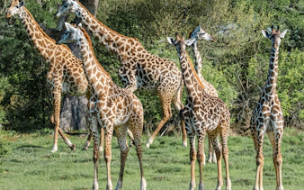 da zanzibar: safari di un giorno al parco nazionale di mikumi in aereo-2