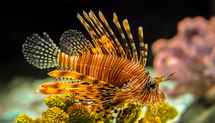 Amazon at SEA LIFE Oberhausen