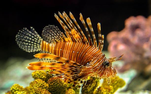 Lionfish swimming among coral reefs at Monster Aquarium.