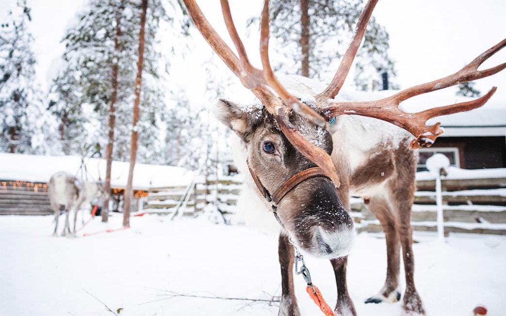 Reindeer at a snowy farm in Lapland, Finland.