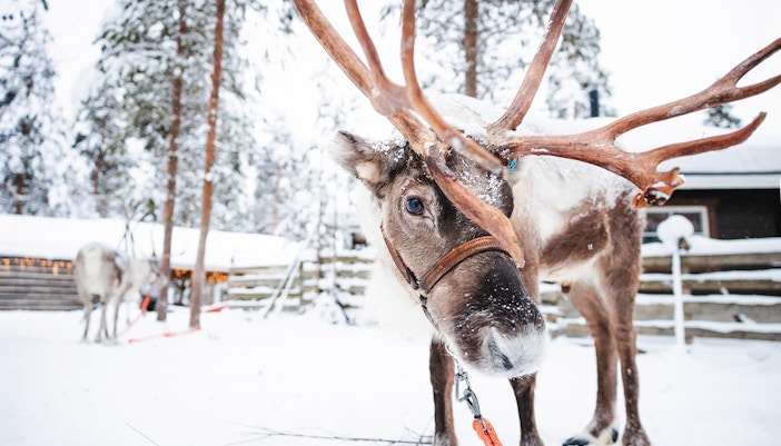 Reindeer at a snowy farm in Lapland, Finland.