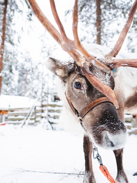 Reindeer at a snowy farm in Lapland, Finland.