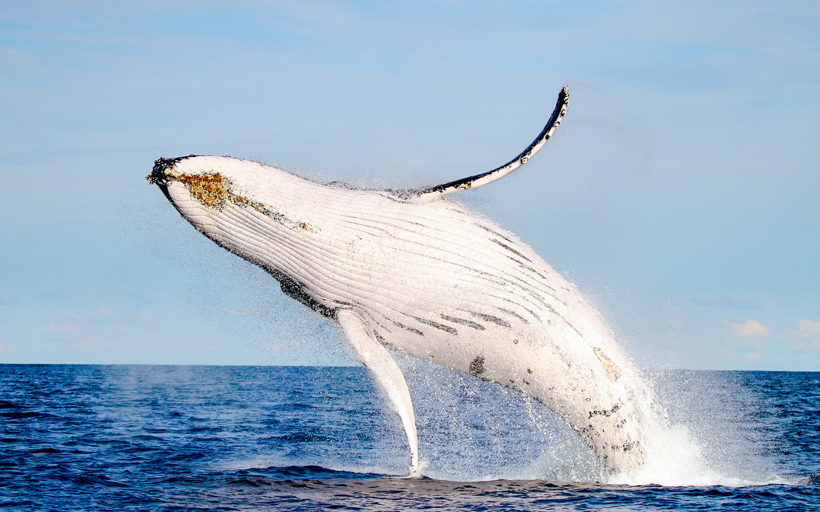 Whale breaching in Lake Macquarie, Australia.
