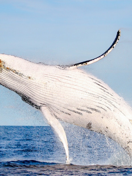 Whale breaching in Lake Macquarie, Australia.
