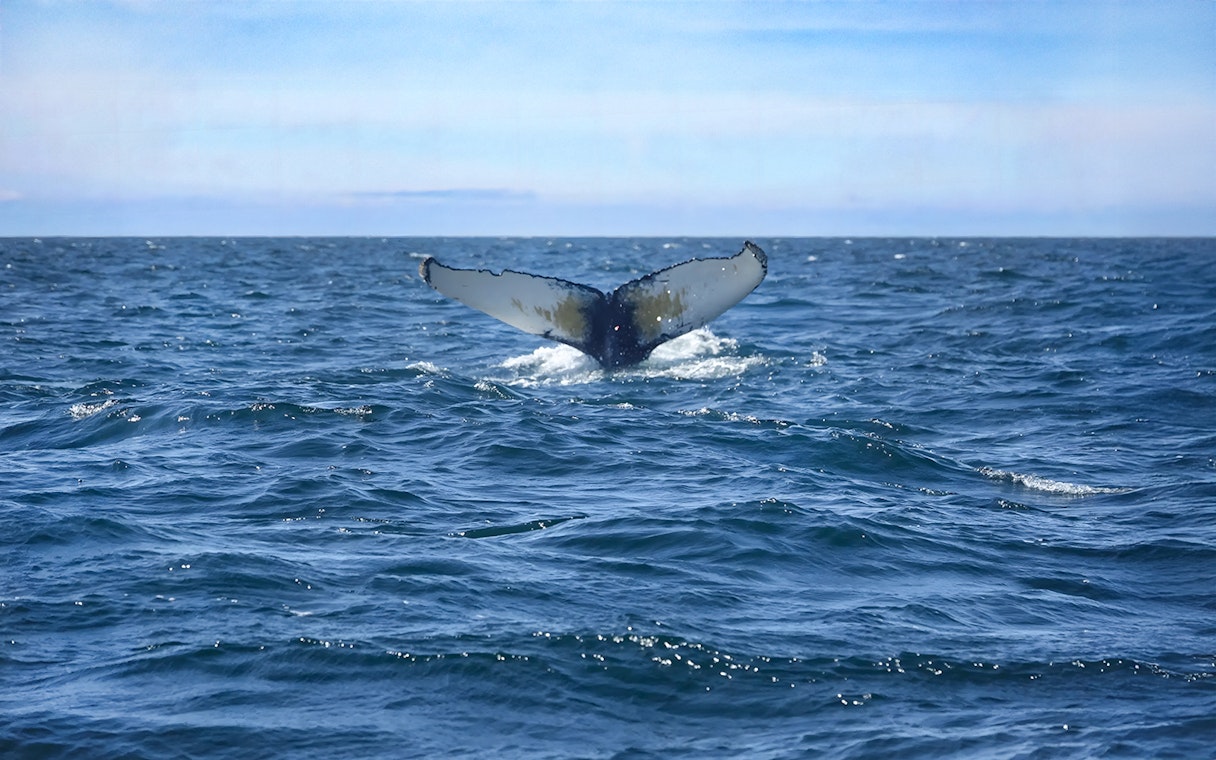 Whale's tail emerging from the ocean during a Reykjavik whale watching tour.