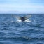 Whale watching