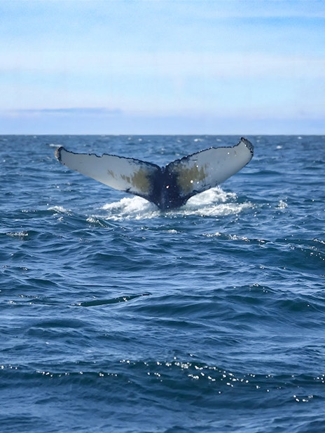 Whale's tail emerging from the ocean during a Reykjavik whale watching tour.