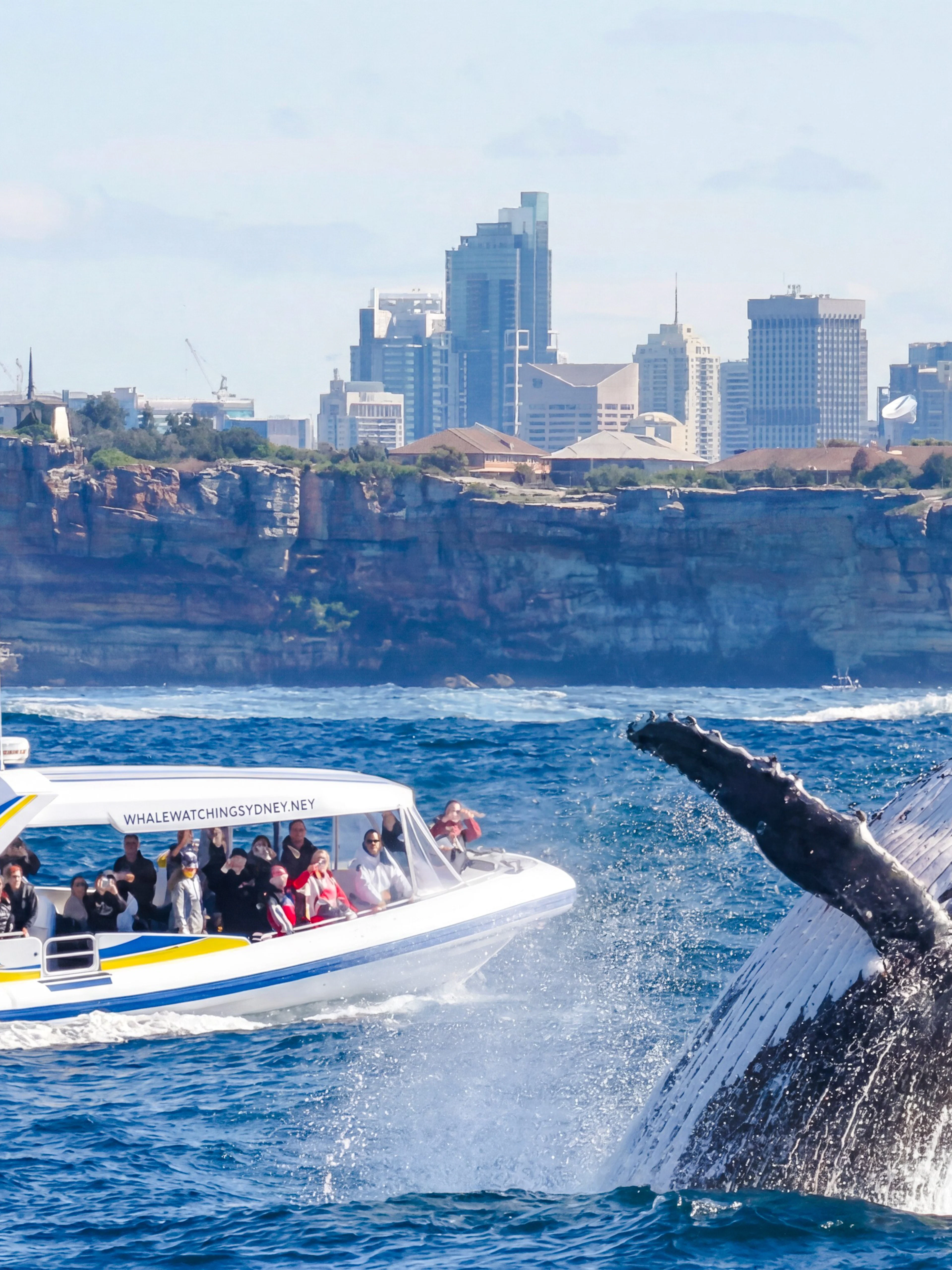 Whale breaching near a tour boat on a Sydney Whale Watching Cruise with city skyline in background.
