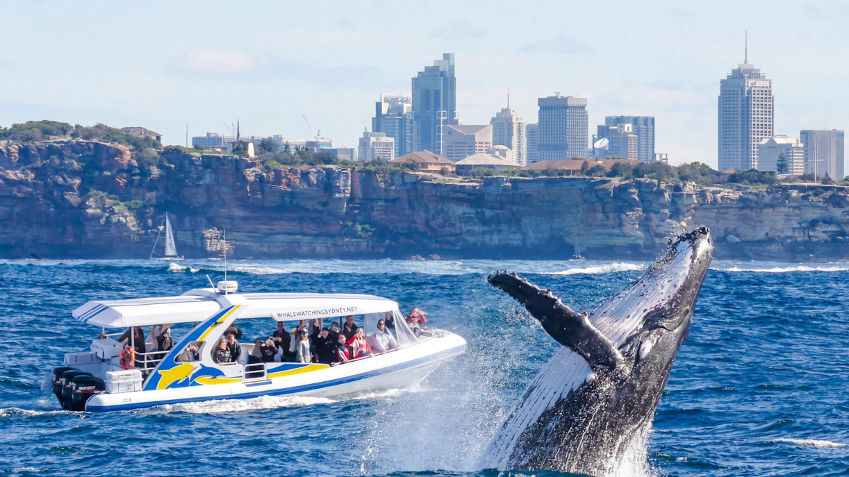 Whale breaching near a tour boat on a Sydney Whale Watching Cruise with city skyline in background.