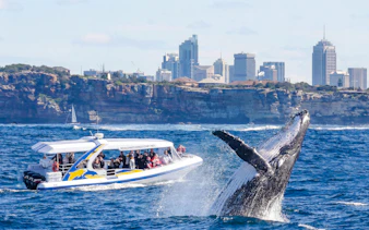 Whale breaching near a tour boat on a Sydney Whale Watching Cruise with city skyline in background.