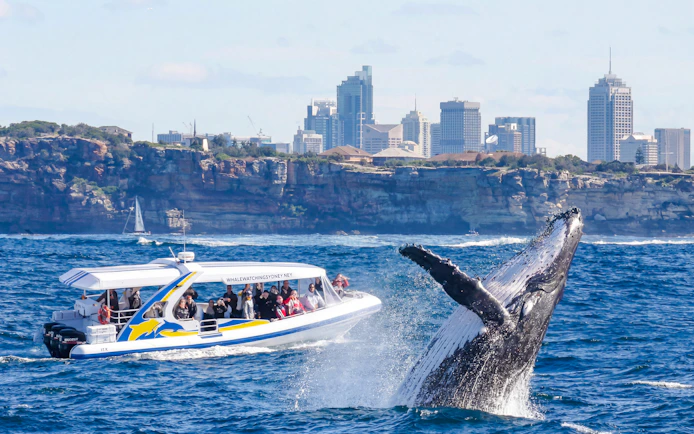 Whale breaching near a tour boat on a Sydney Whale Watching Cruise with city skyline in background.