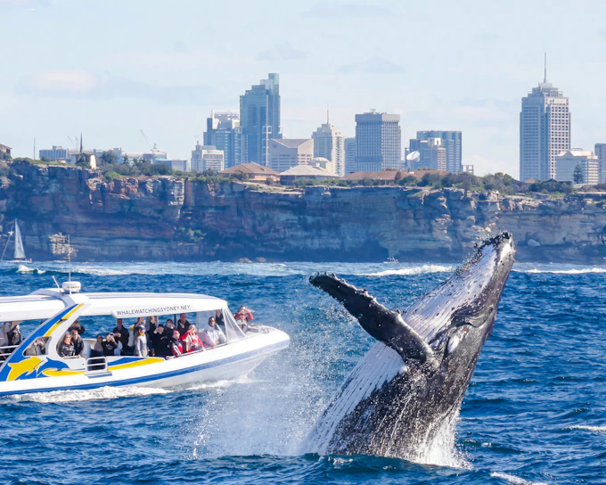 Sydney Whale Watching Cruise with 3 Viewing Decks by Fantasea