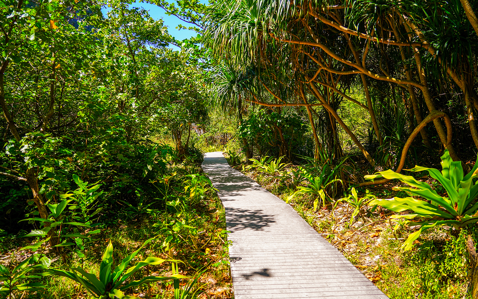 Walkway through lush forest trail at Maya Bay.
