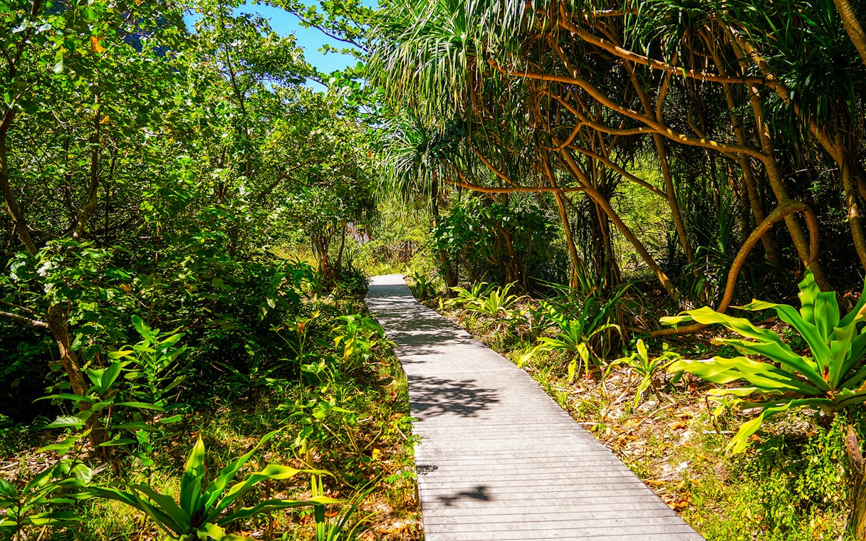 Walkway through lush forest trail at Maya Bay.