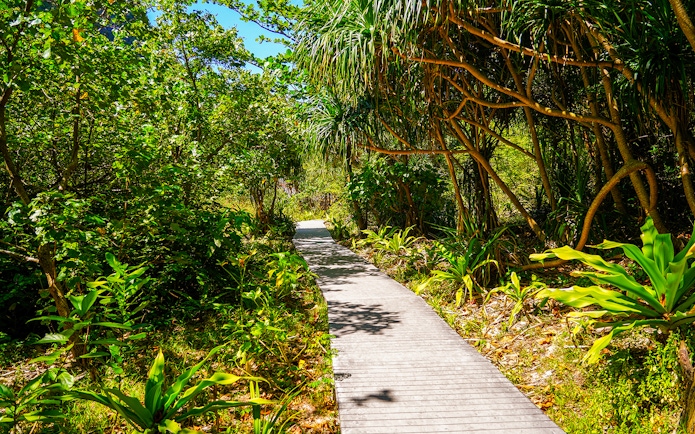 Walkway through lush forest trail at Maya Bay.