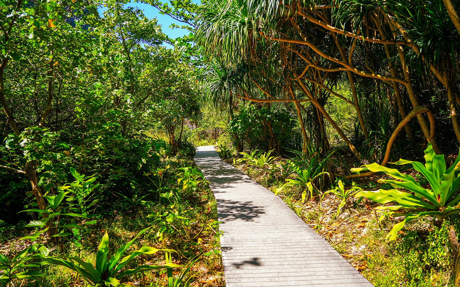 Walkway through lush forest trail at Maya Bay.