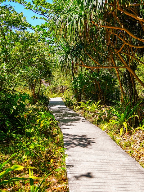 Walkway through lush forest trail at Maya Bay.
