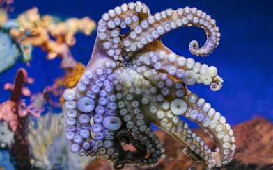 Octopus at Barcelona Aquarium with coral background.