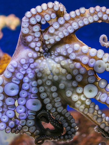 Octopus at Barcelona Aquarium with coral background.