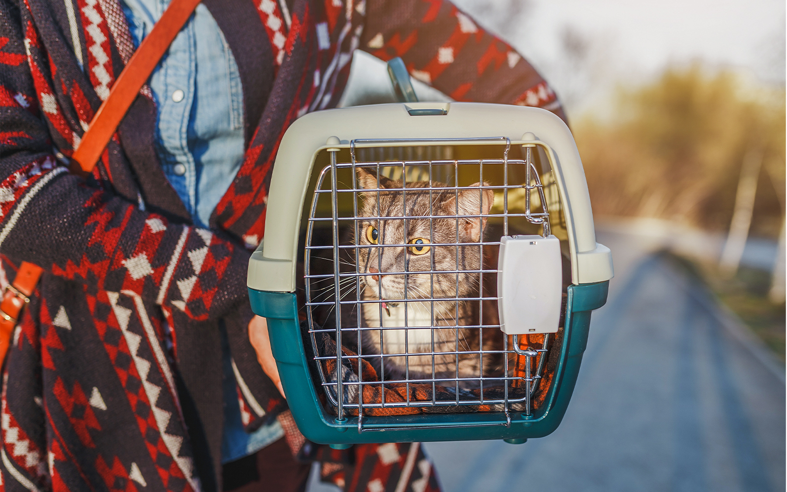 Cat lying in plastic carrier