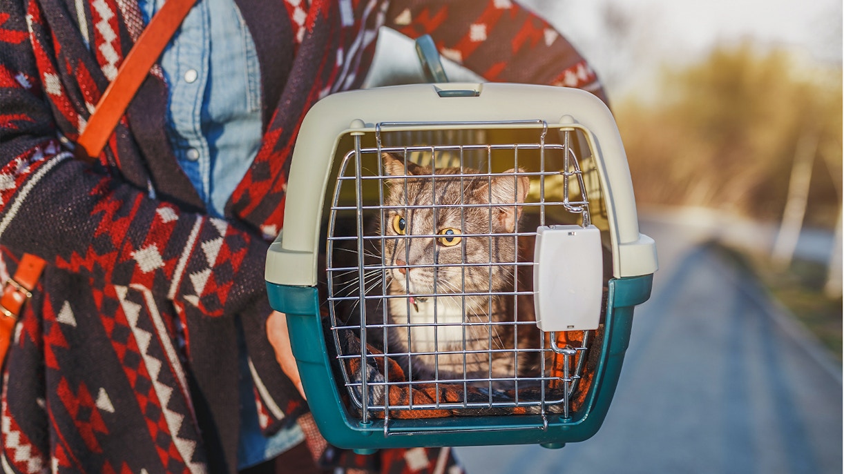 Cat lying in plastic carrier