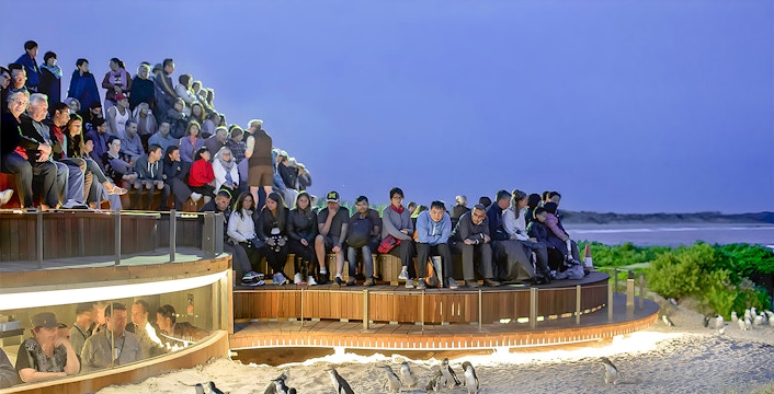 Phillip Island Tours