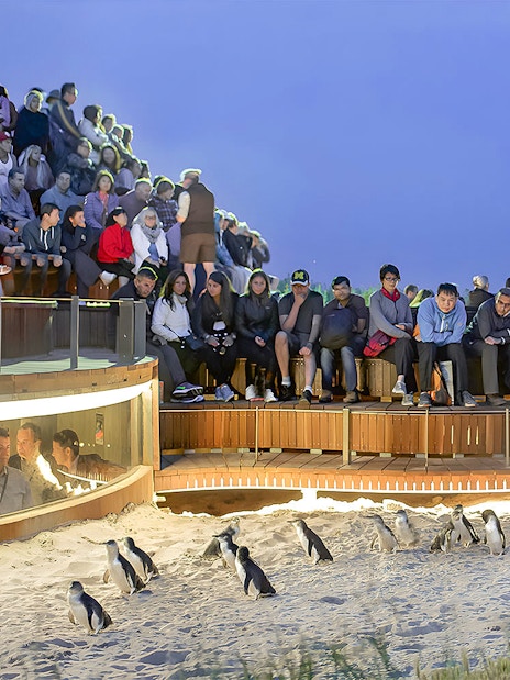 Visitors watching penguins at Phillip Island Nature Parks.