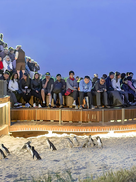 Visitors watching penguins at Phillip Island Nature Parks.