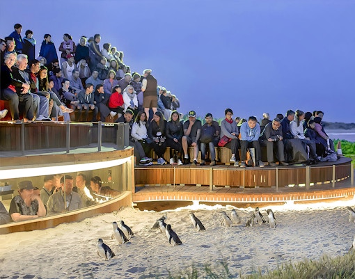 Book Phillip Island Tours - Save up to 15%