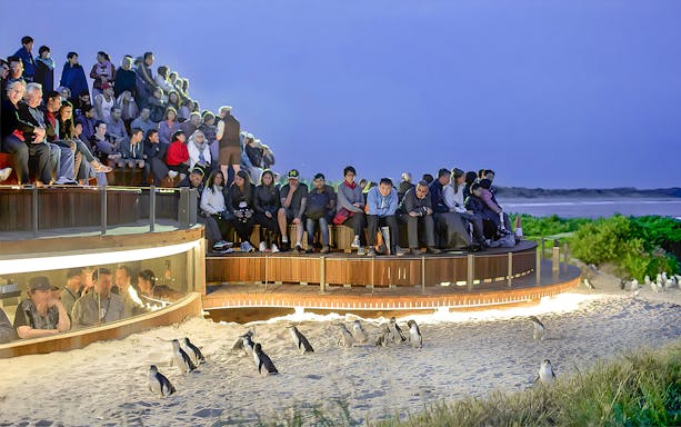 Visitors watching penguins at Phillip Island Nature Parks.