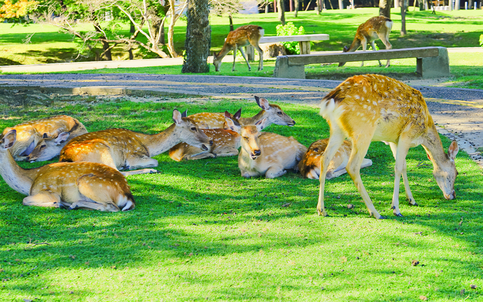 Deer resting on grass at Nara Park, Japan, with cherry blossom trees in the background.