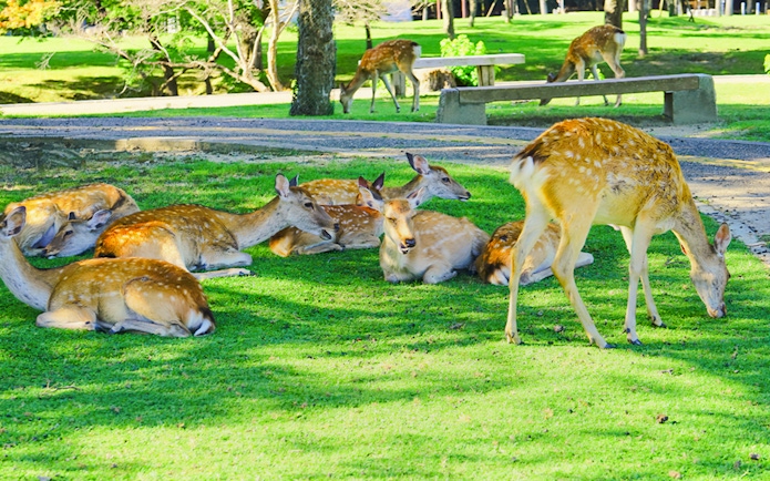 Deer resting on grass at Nara Park, Japan, with cherry blossom trees in the background.