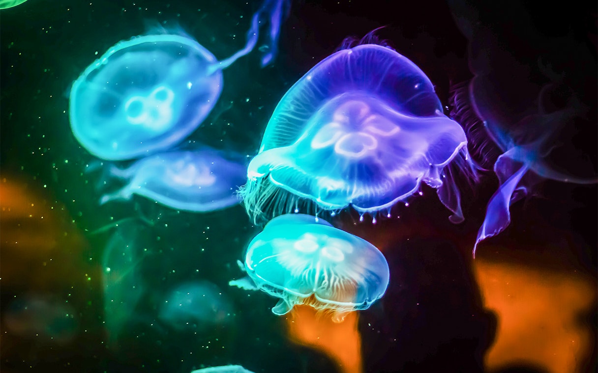 Jellyfish glowing in vibrant colors at SEA LIFE Sydney.
