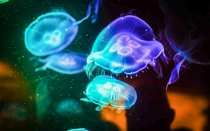 Jellyfish glowing in vibrant colors at SEA LIFE Sydney.