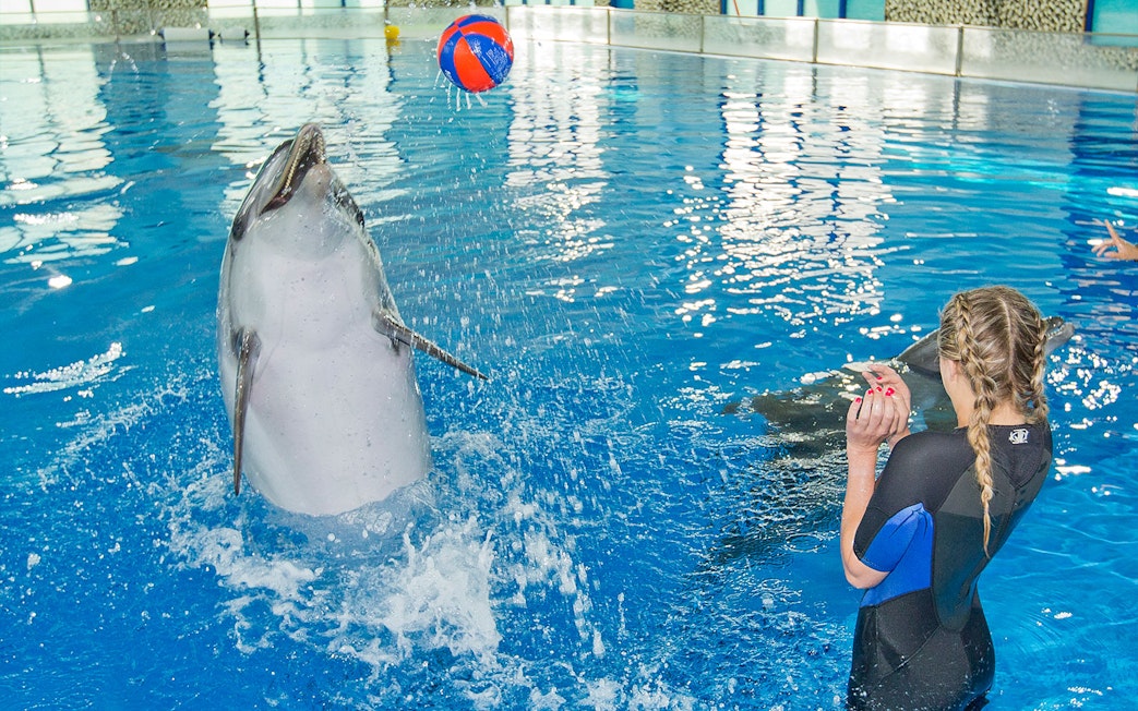 Dolphin playing with a ball near a person in wetsuit at Dubai Dolphinarium.