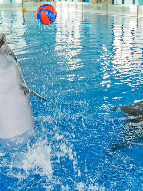 Dolphin playing with a ball near a person in wetsuit at Dubai Dolphinarium.
