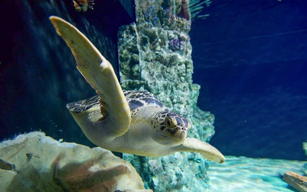 Sea turtle swimming at Livorno Aquarium.