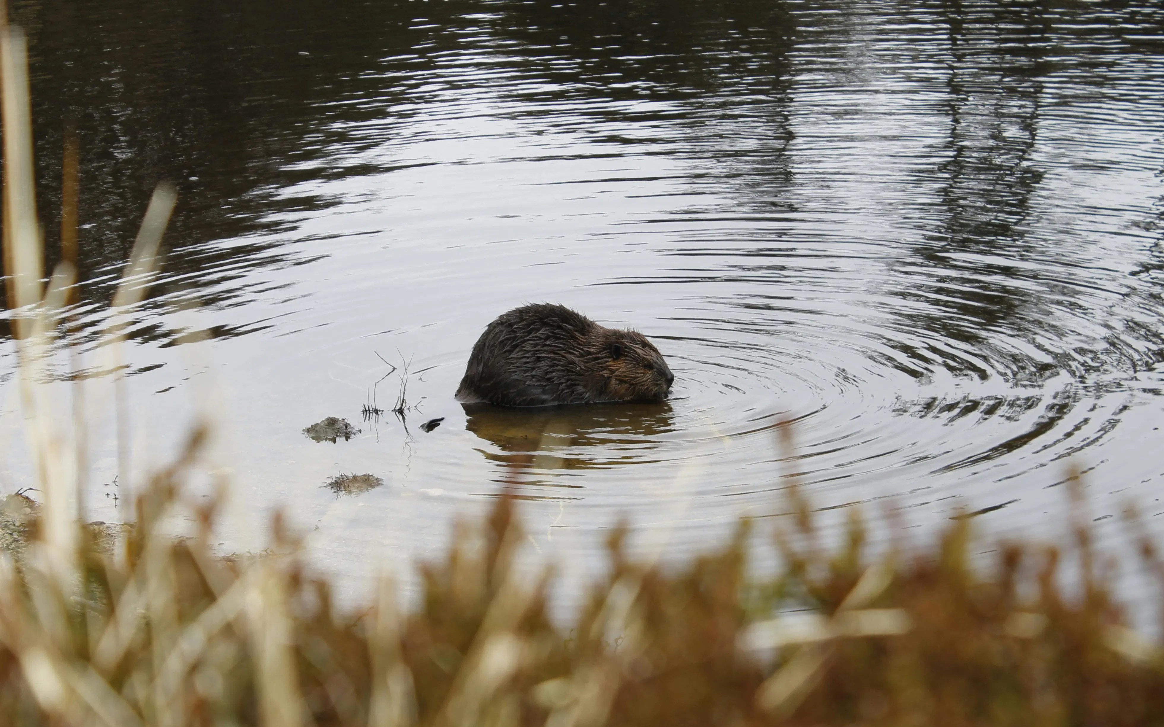 Beaver swimming in a calm pond surrounded by reeds.