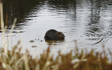 Beaver swimming in a calm pond surrounded by reeds.