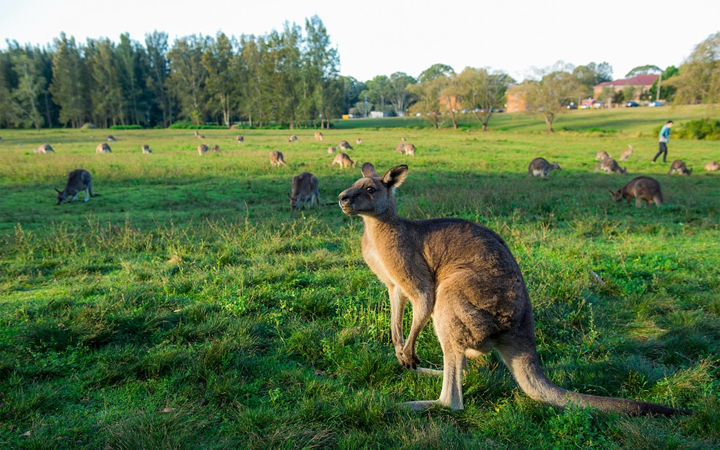 Kangaroos grazing on a field at Phillip Island, Australia.